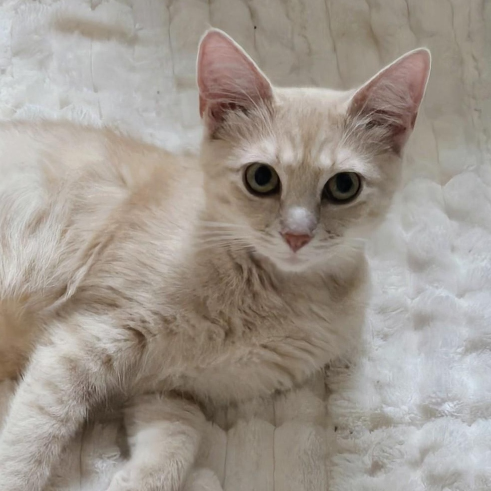 Dolly Pawton, Adoptable, Young Female American Shorthair.