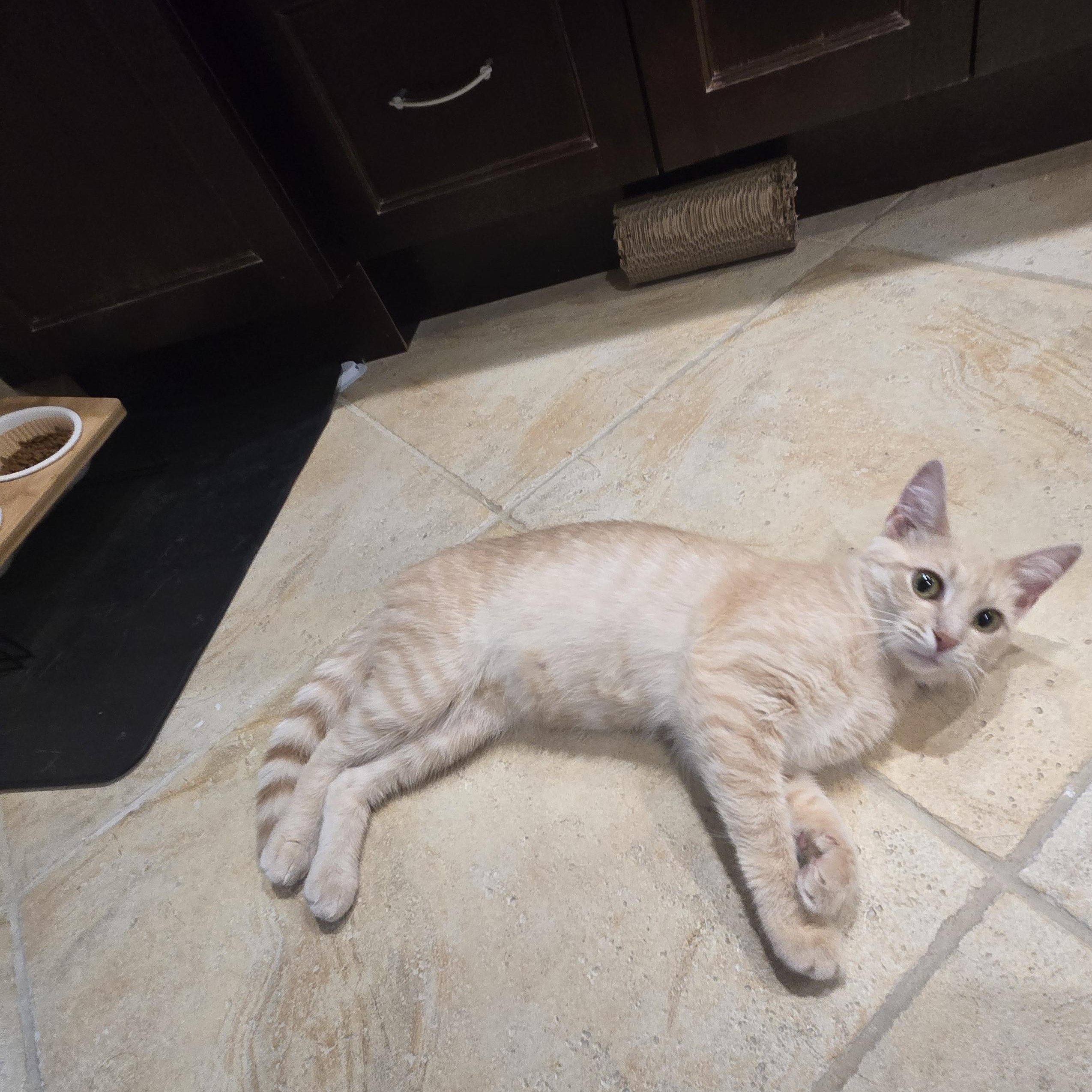 Enlarge Dolly Pawton, a Adoptable American Shorthair in Staten Island, NY image 5/6