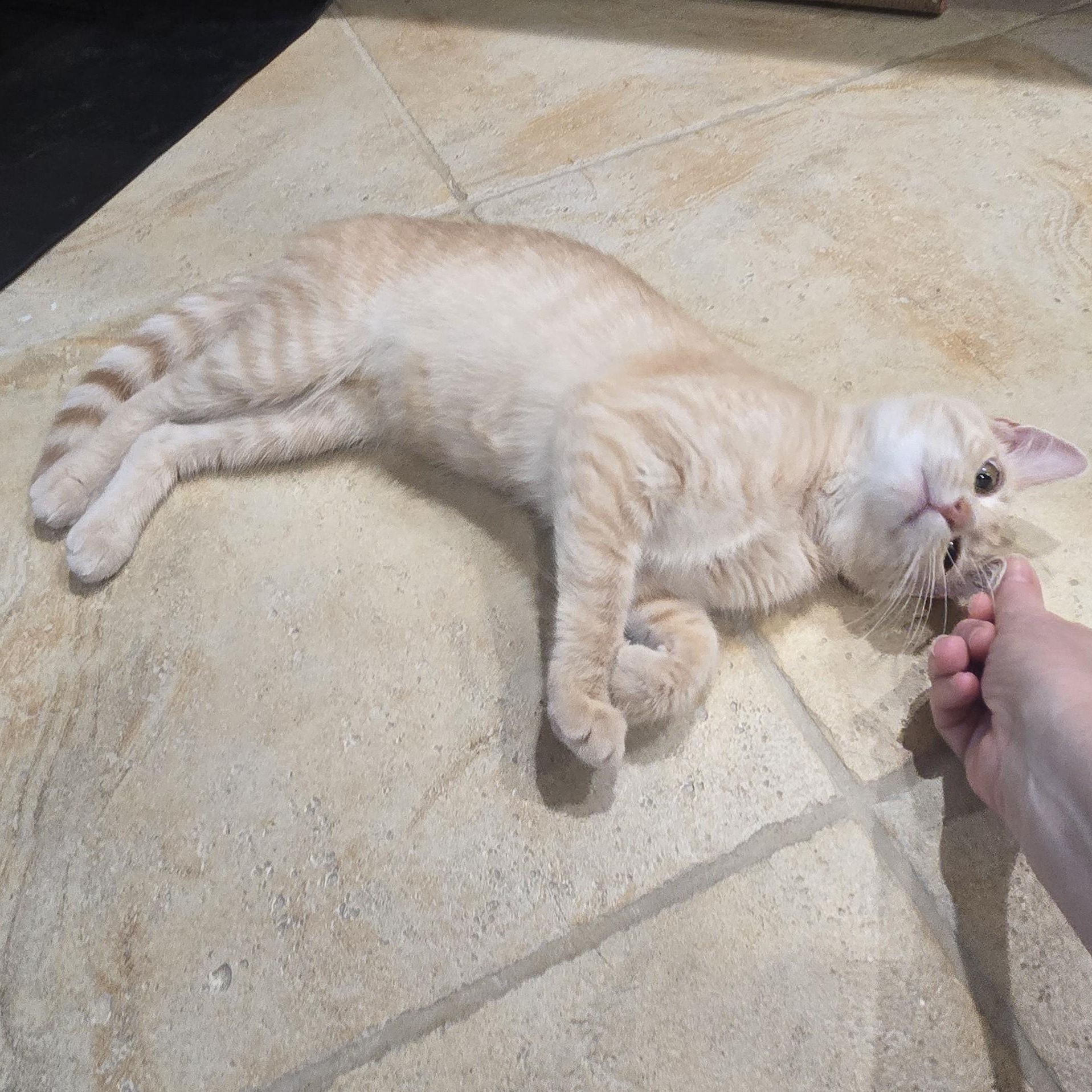 Enlarge Dolly Pawton, a Adoptable American Shorthair in Staten Island, NY image 4/6