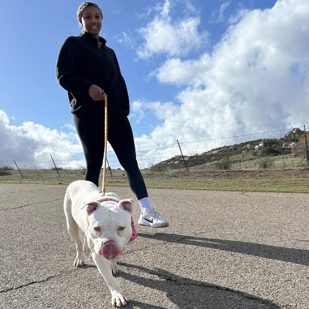 Fillmore, a Adoptable Pit Bull Terrier in Sonoma, CA image 3/6