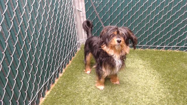 Enlarge MIMI, a Adoptable mixed breed in Downey, CA image 1/1