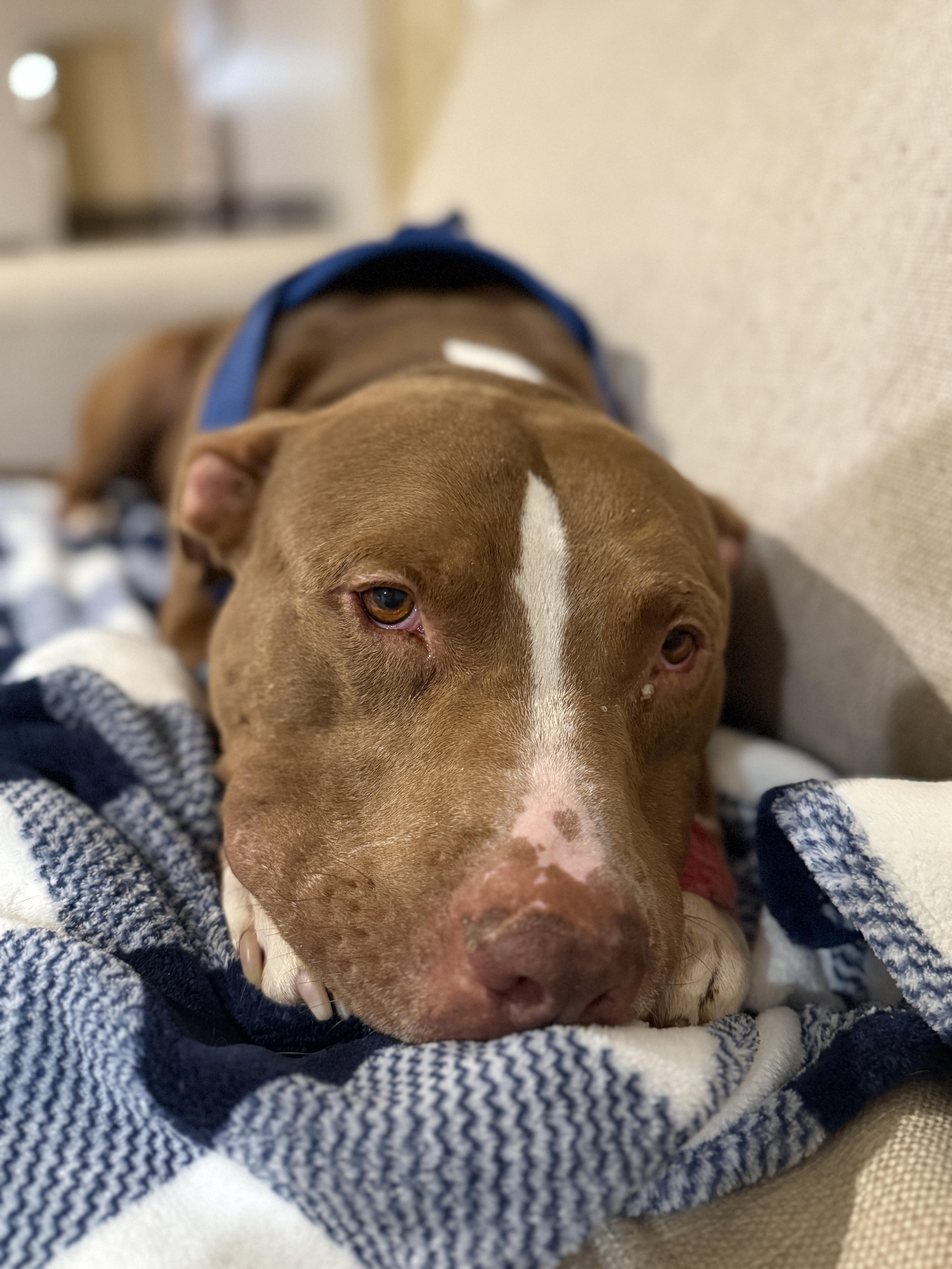 Enlarge Rolo, a Adoptable Pit Bull Terrier in Roswell, GA image 3/3