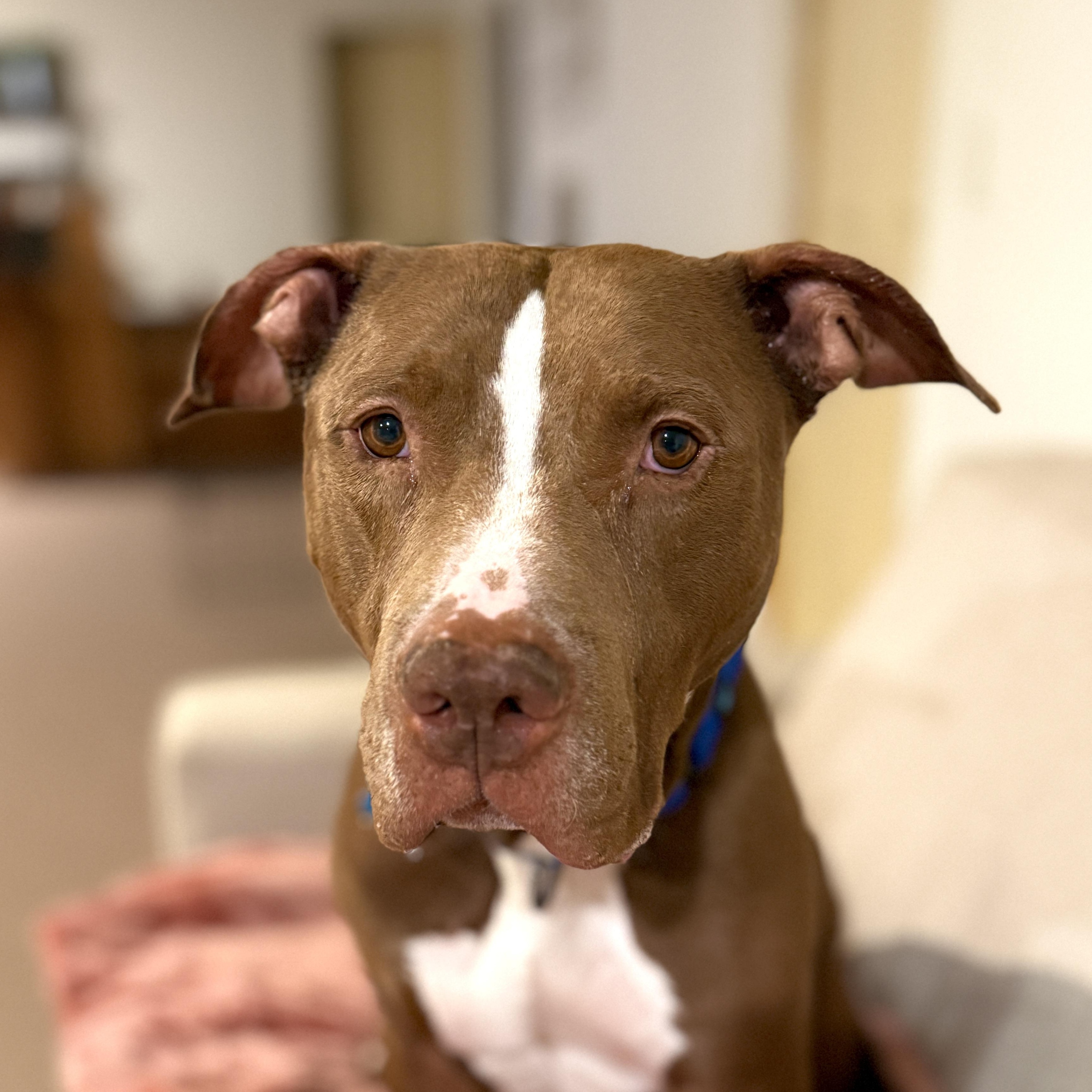 Rolo, Adoptable, Adult Male Pit Bull Terrier.
