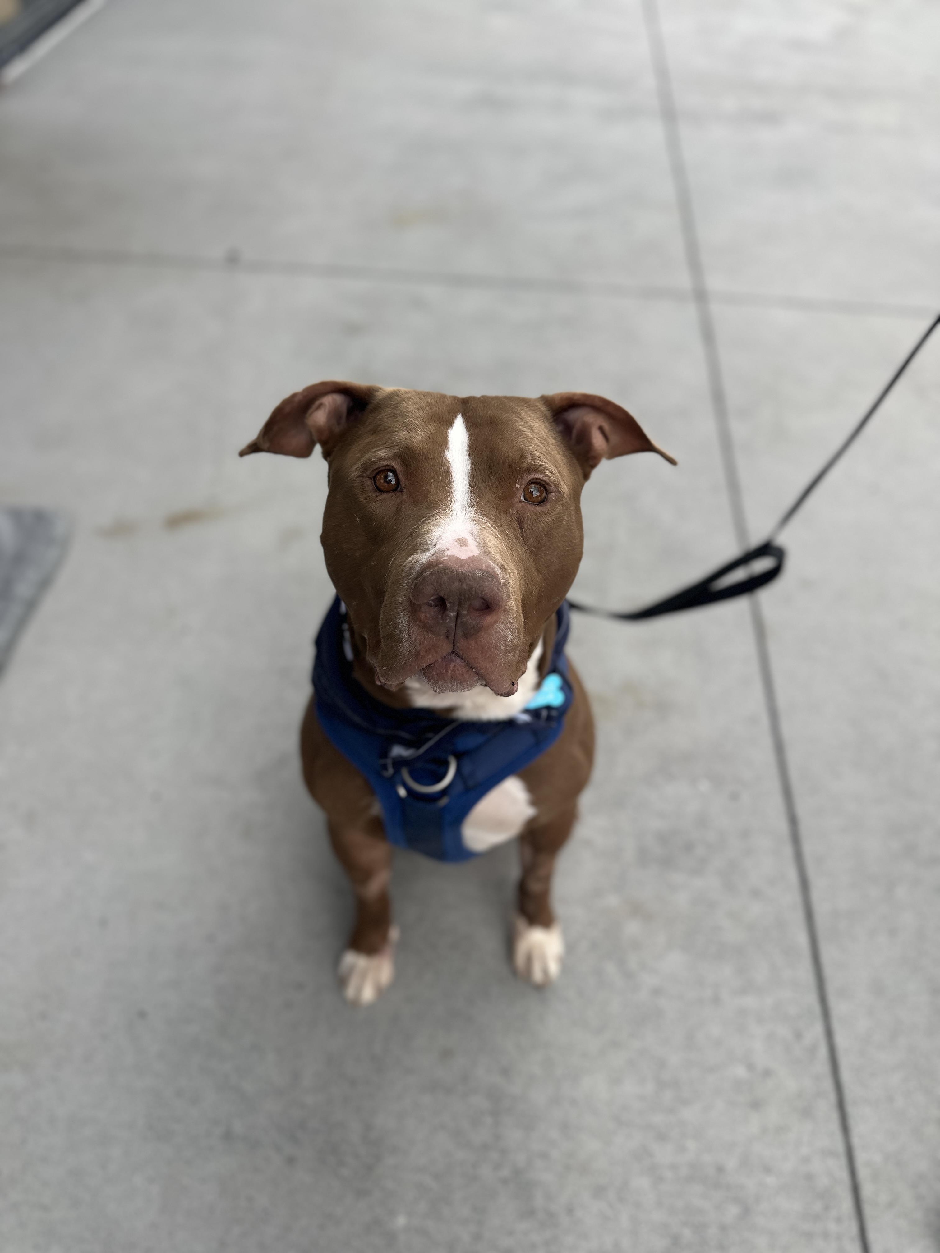 Rolo, Adoptable, Adult Male Pit Bull Terrier.