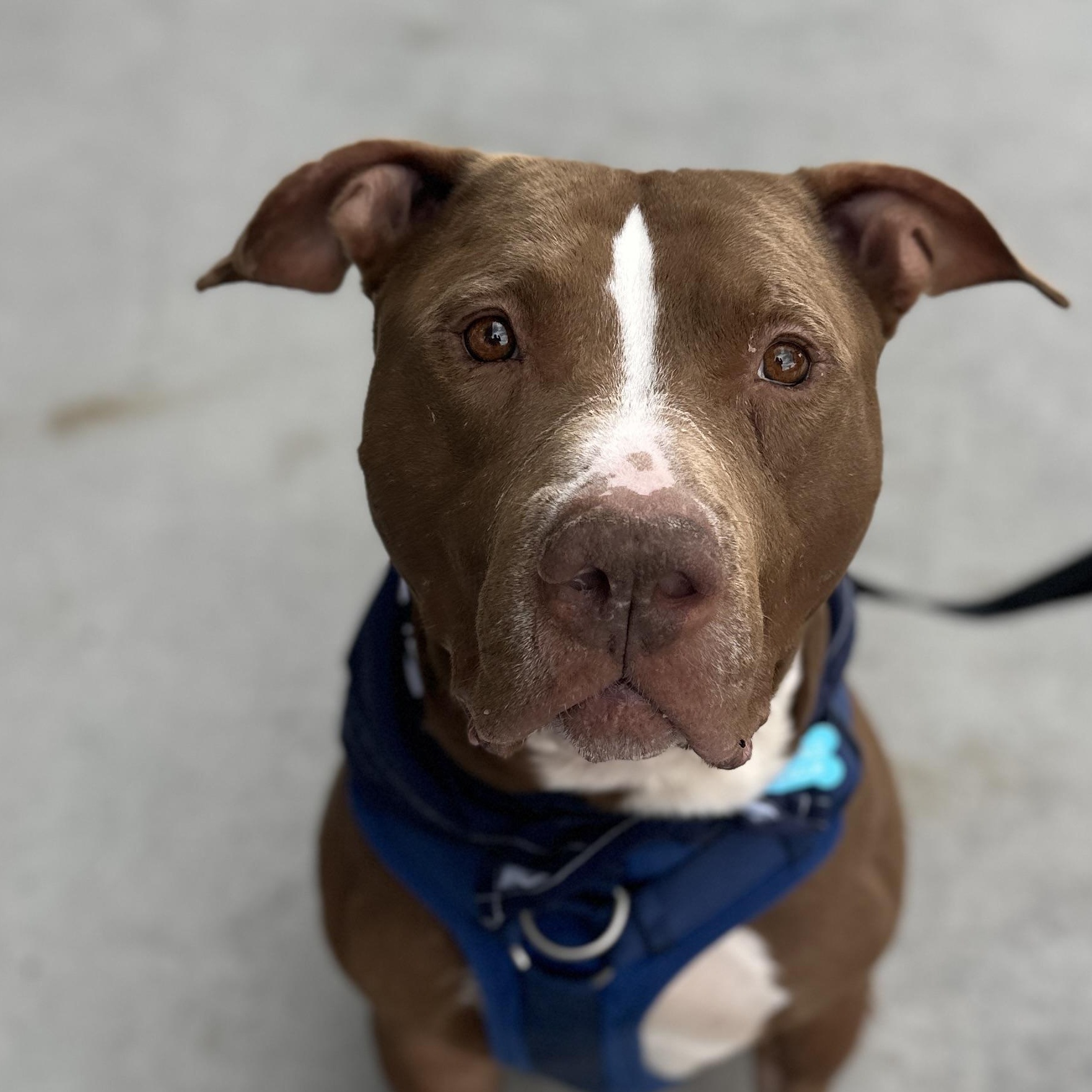 Rolo, a Adoptable Pit Bull Terrier in Roswell, GA image 1/3