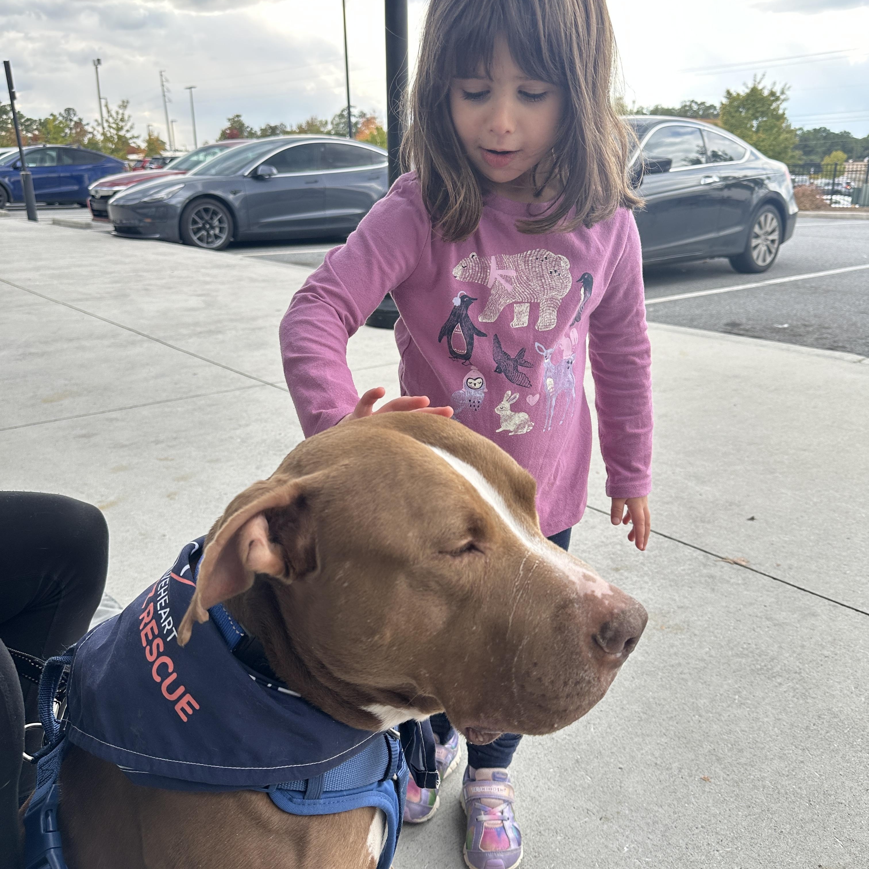 Enlarge Rolo, a Adoptable Pit Bull Terrier in Roswell, GA image 2/3