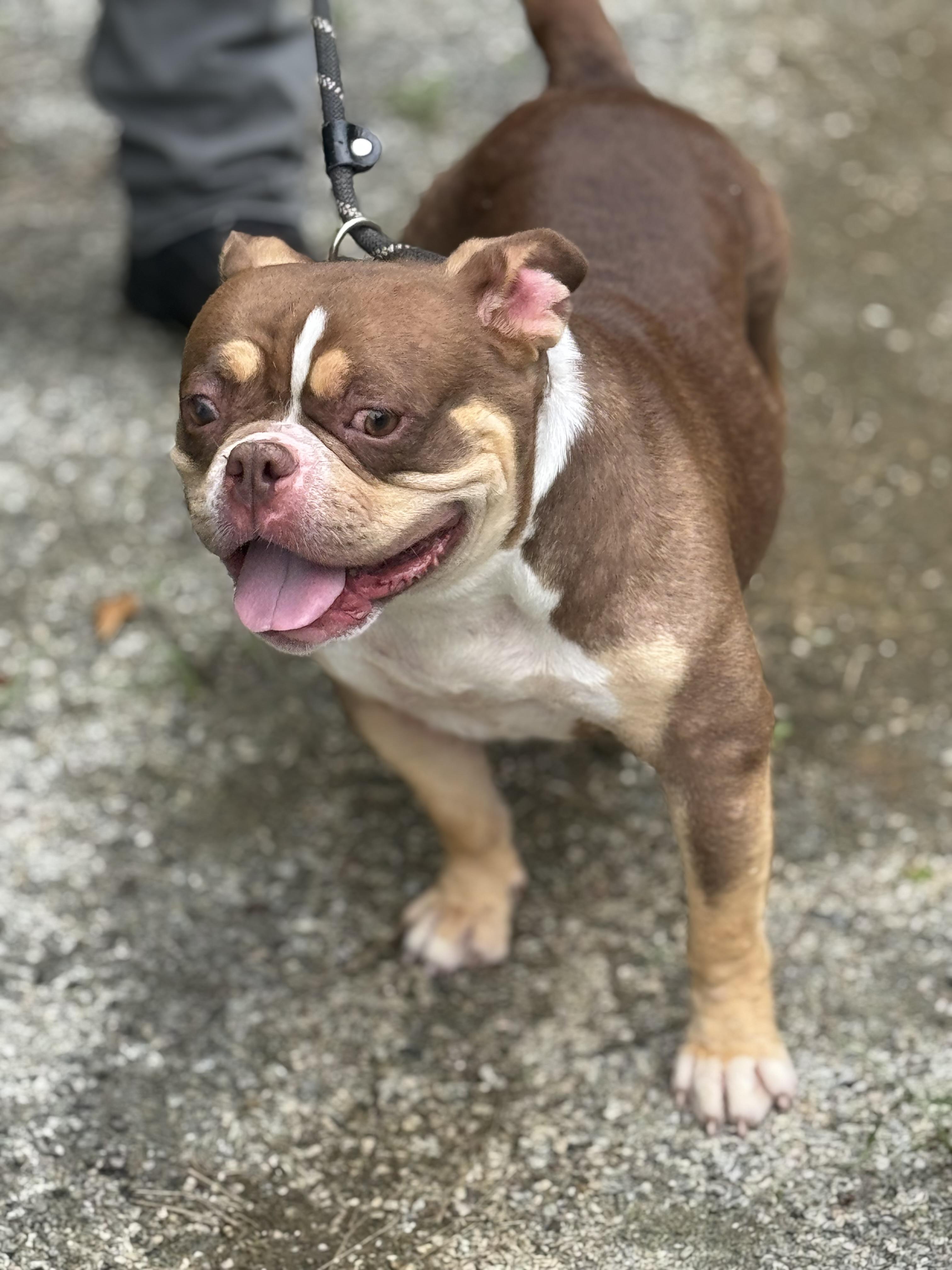 Fondue, a ADOPTABLE mixed breed in Richmond, VA image 3/6