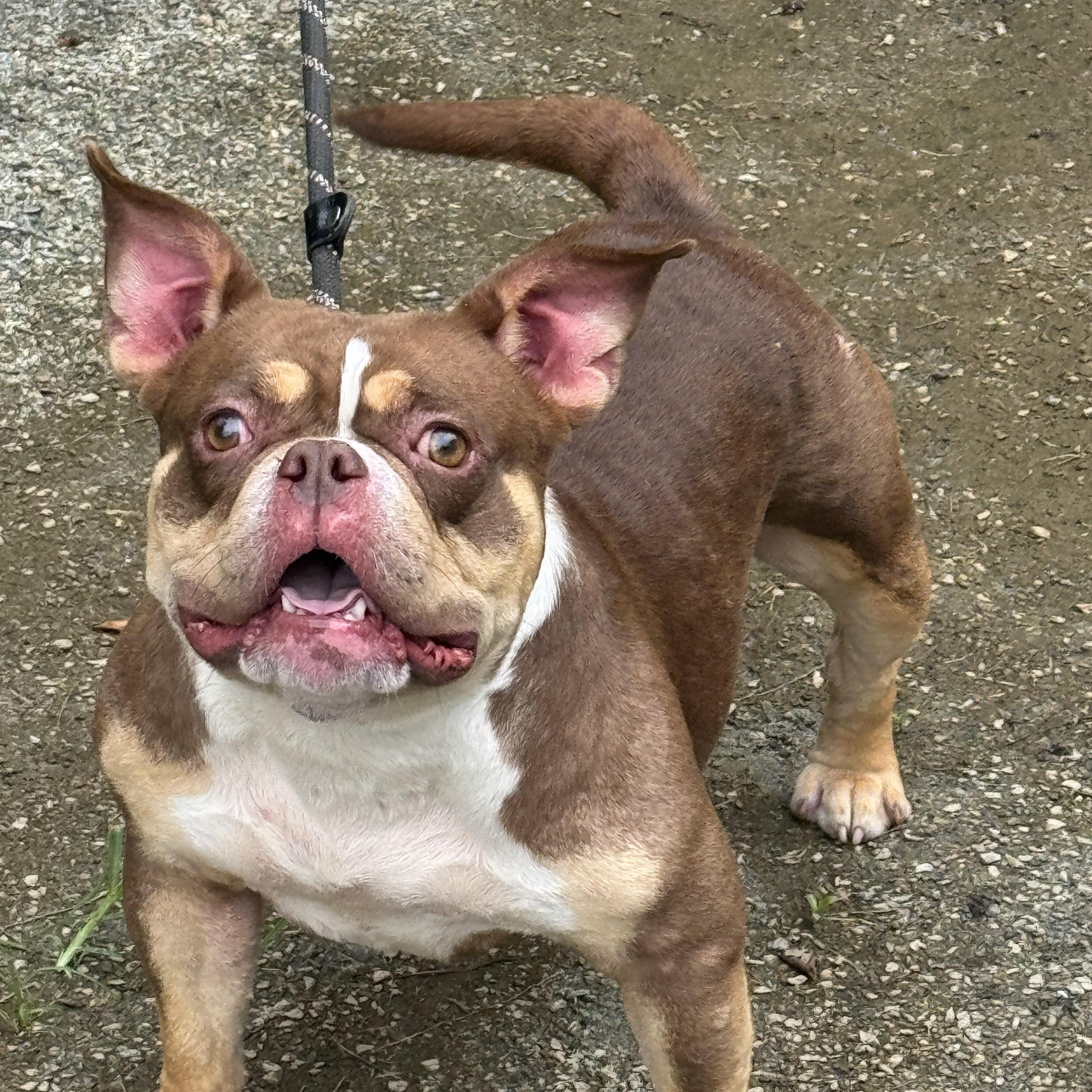 Fondue, a ADOPTABLE mixed breed in Richmond, VA image 6/6