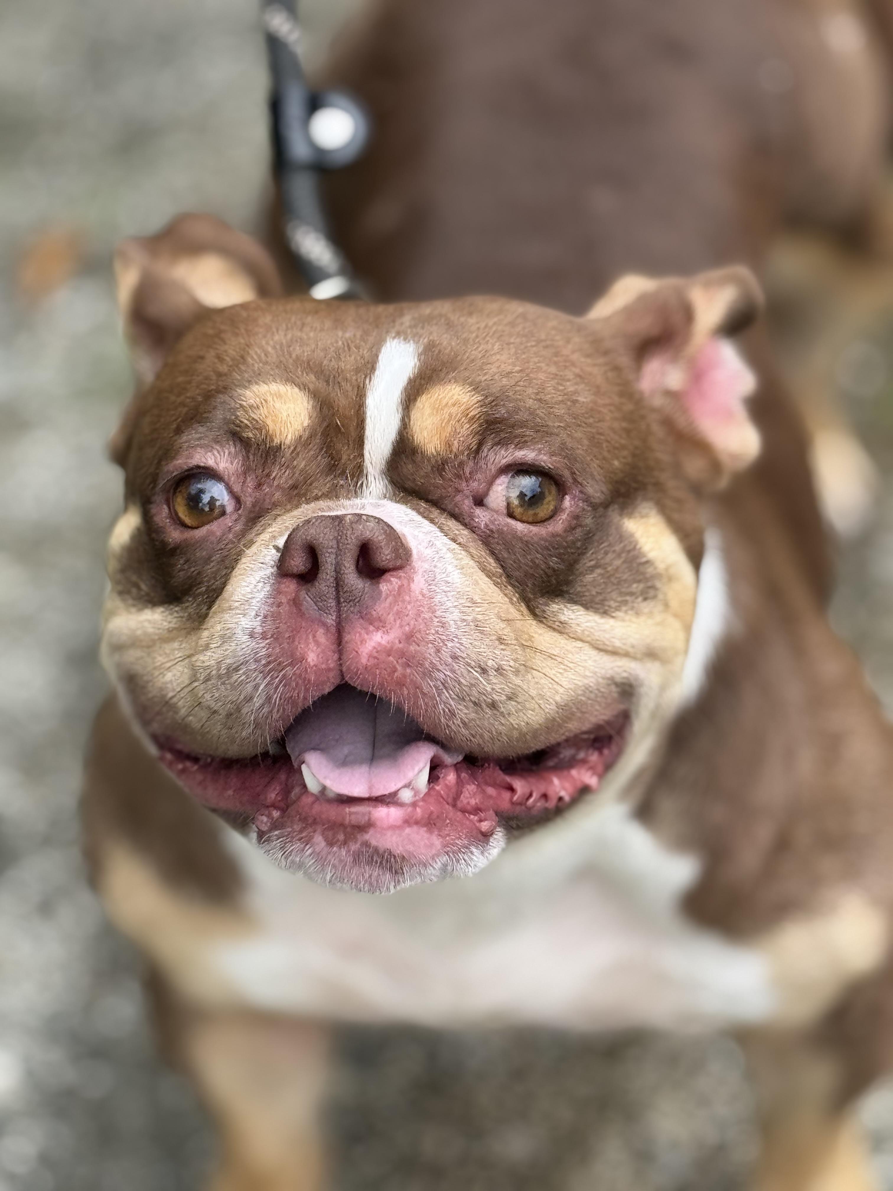 Fondue, a ADOPTABLE mixed breed in Richmond, VA image 5/6