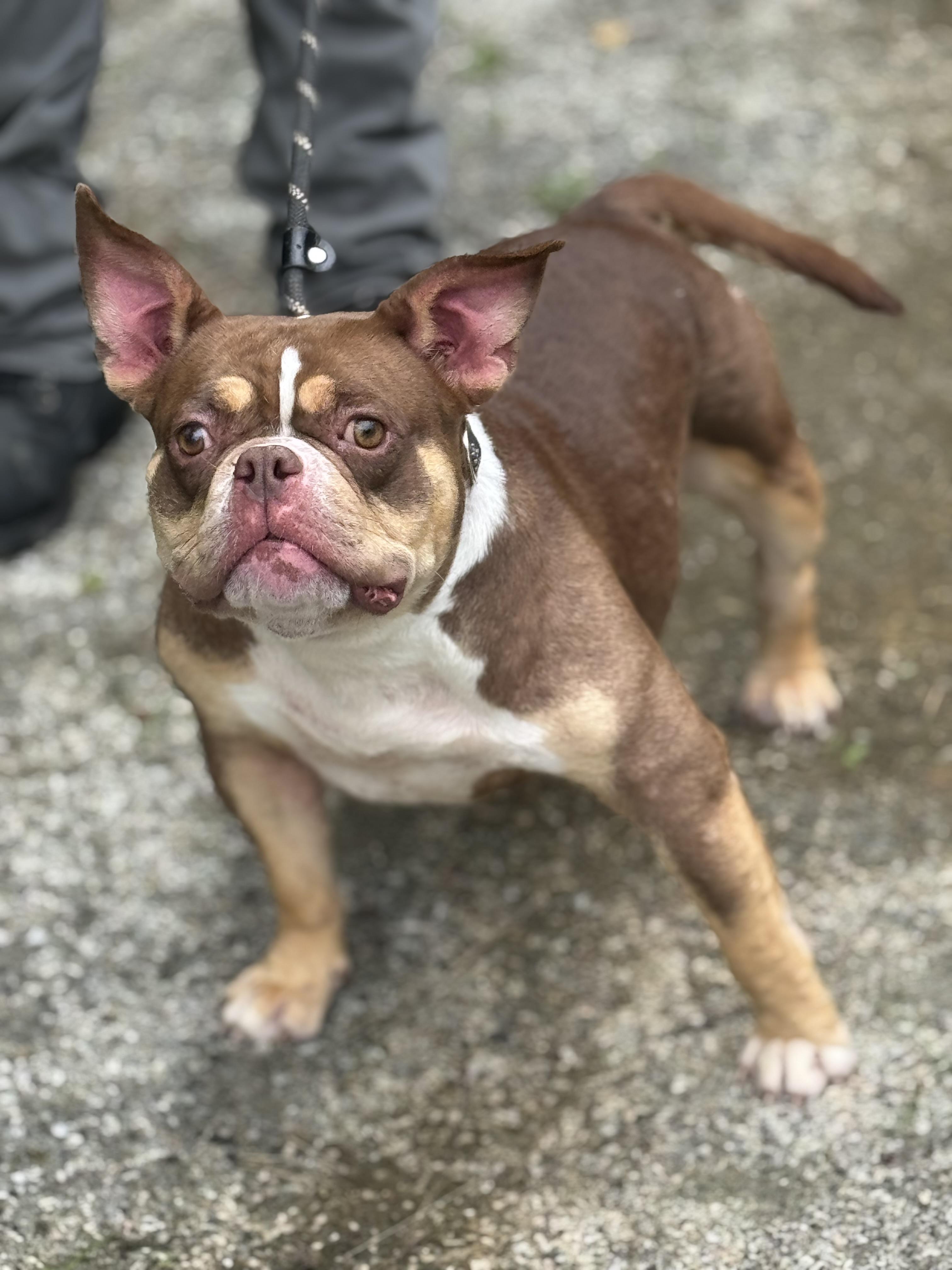 Fondue, a ADOPTABLE mixed breed in Richmond, VA image 4/6