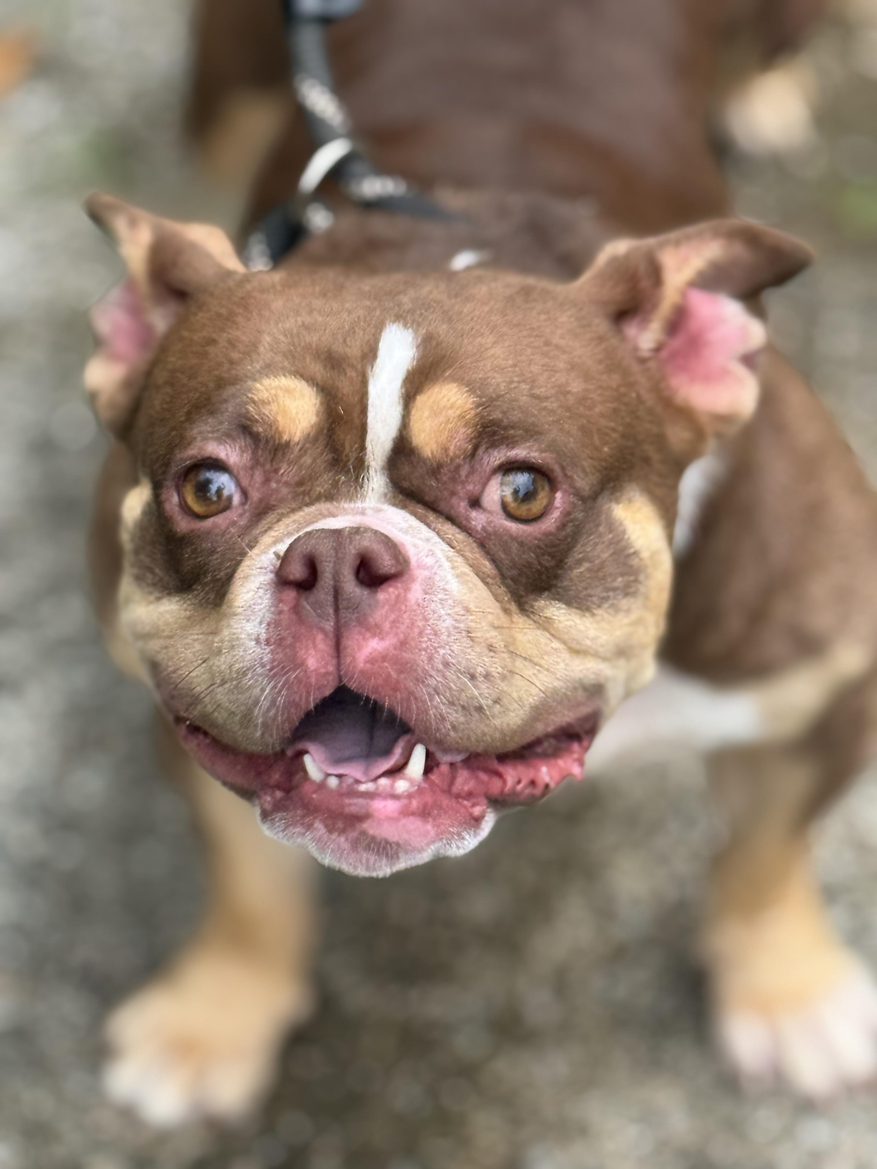 Fondue, ADOPTABLE, Adult Female Bulldog & French Bulldog.