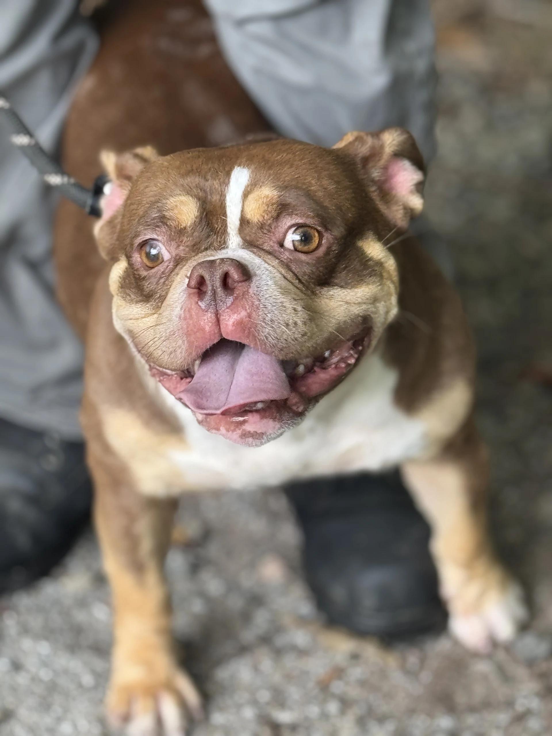 Fondue, a ADOPTABLE mixed breed in Richmond, VA image 2/6