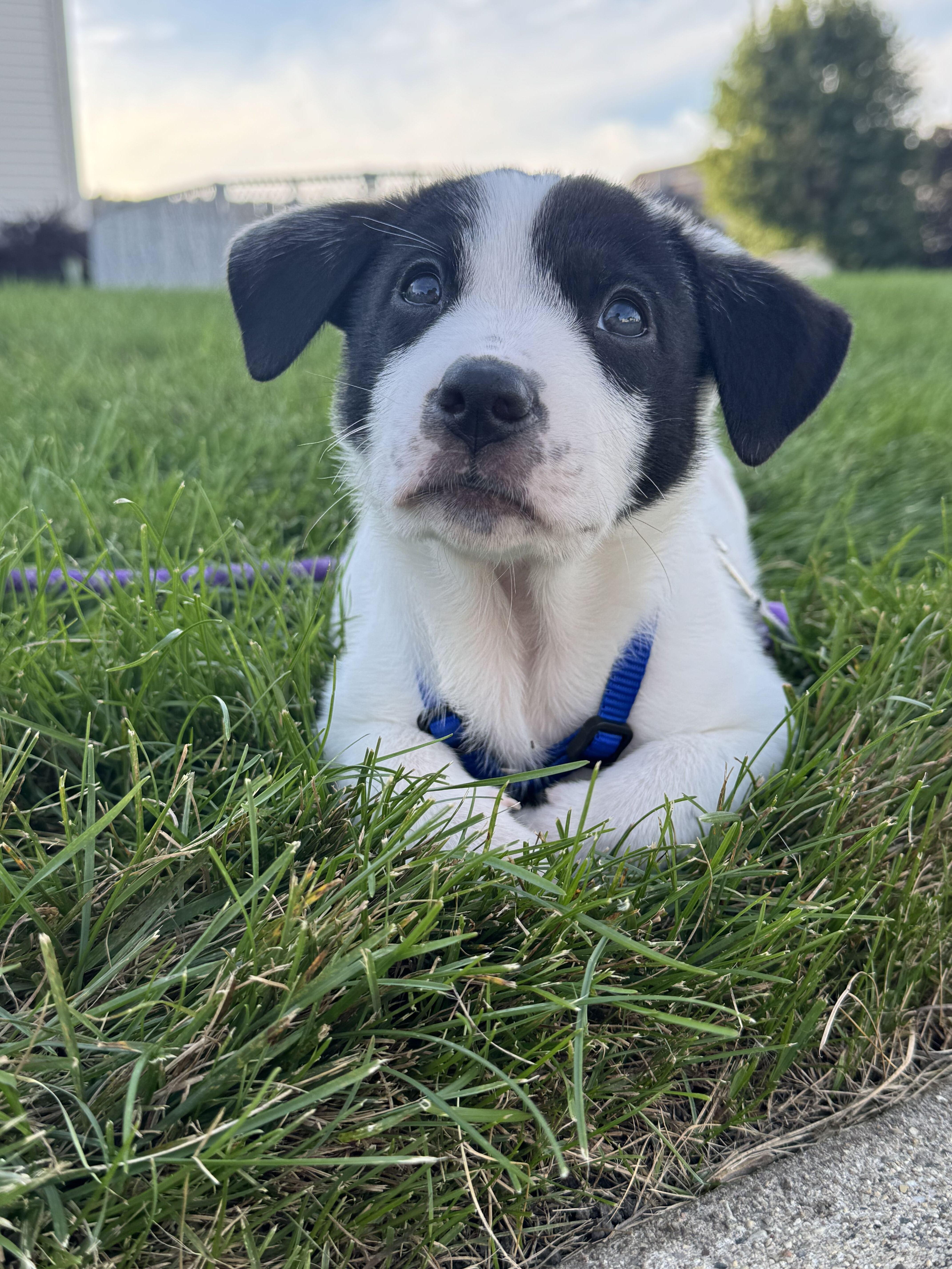 Enlarge Knox, a Adopted mixed breed in Grayslake, IL image 6/6