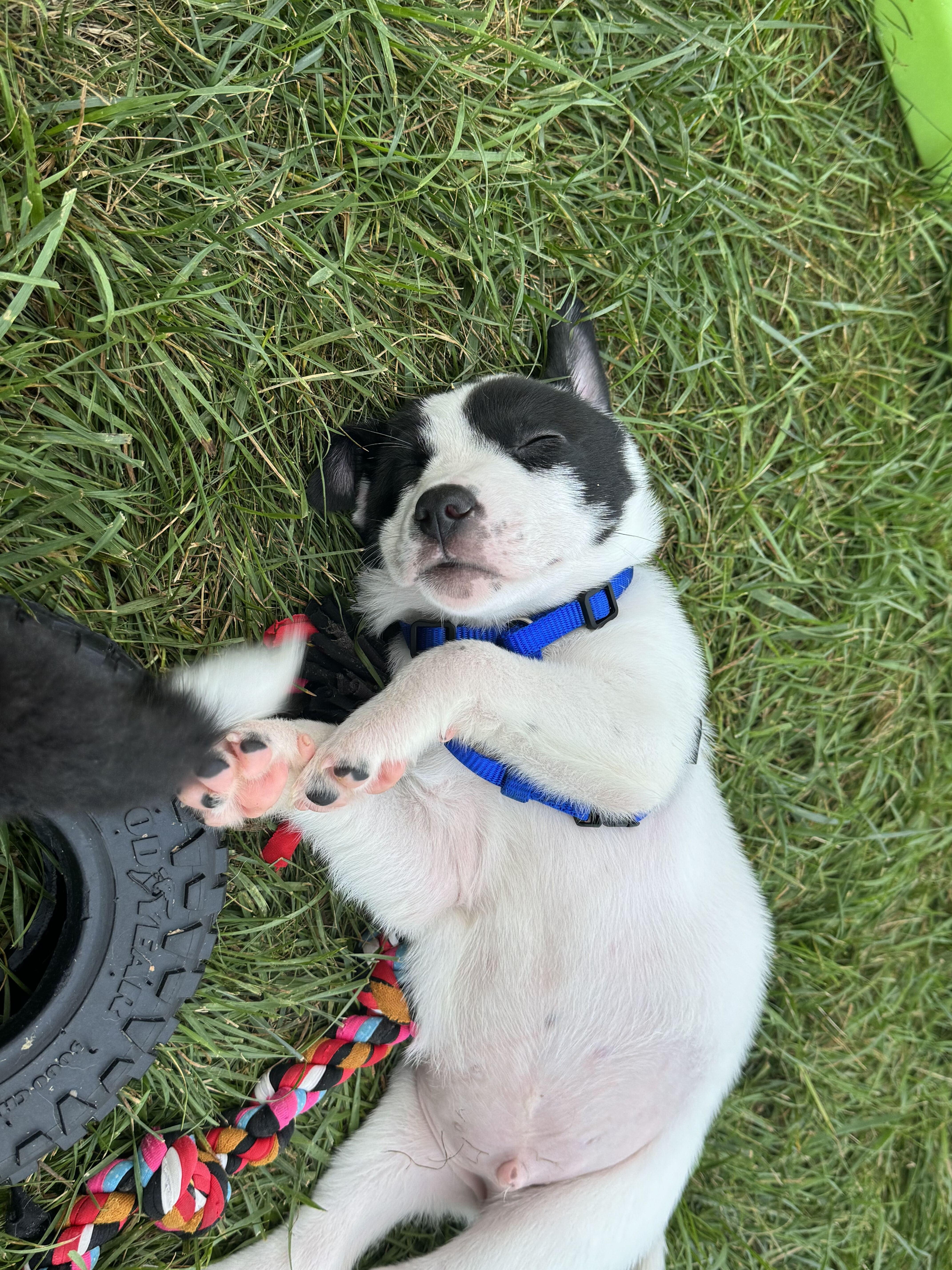 Enlarge Knox, a Adopted mixed breed in Grayslake, IL image 3/6
