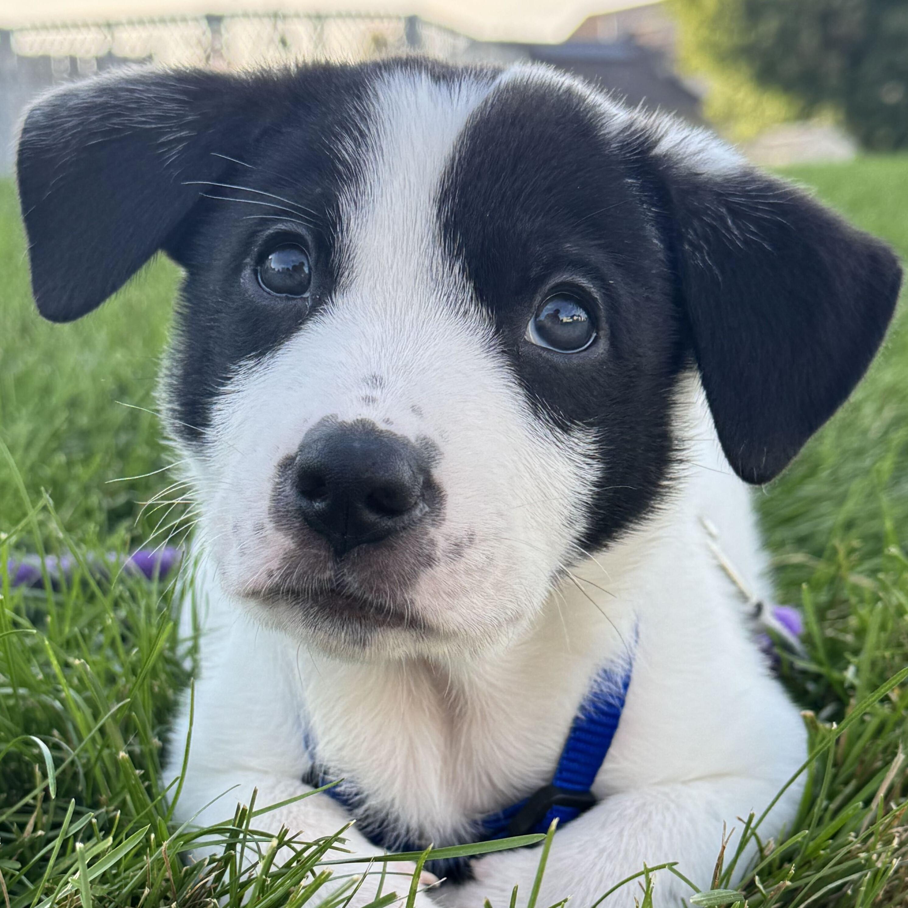 Enlarge Knox, a Adopted mixed breed in Grayslake, IL image 1/6