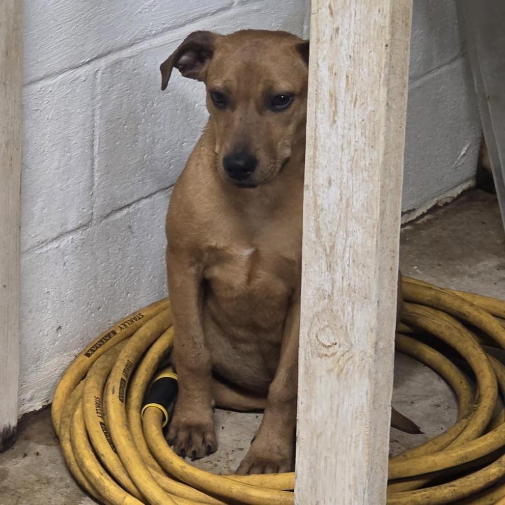 Enlarge AURO-Salem, a Adoptable Mixed Breed in Aurora, MO image 1/4