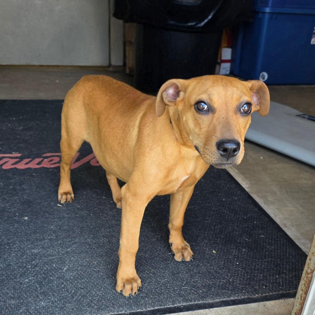 AURO-Salem, Adoptable, Young Female Mixed Breed.
