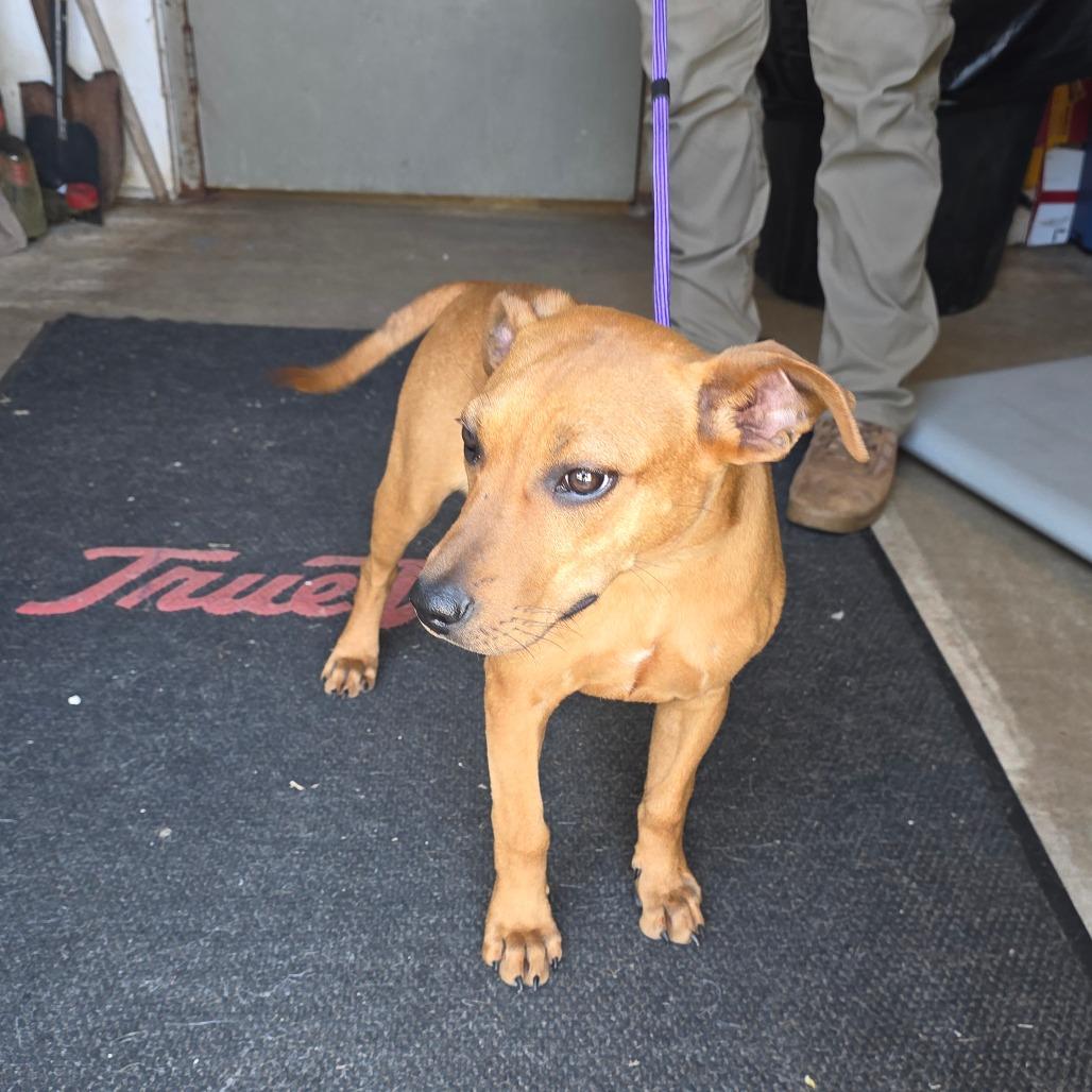 Enlarge AURO-Salem, a Adoptable Mixed Breed in Aurora, MO image 3/4