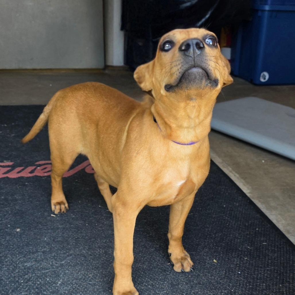Enlarge AURO-Salem, a Adoptable Mixed Breed in Aurora, MO image 4/4