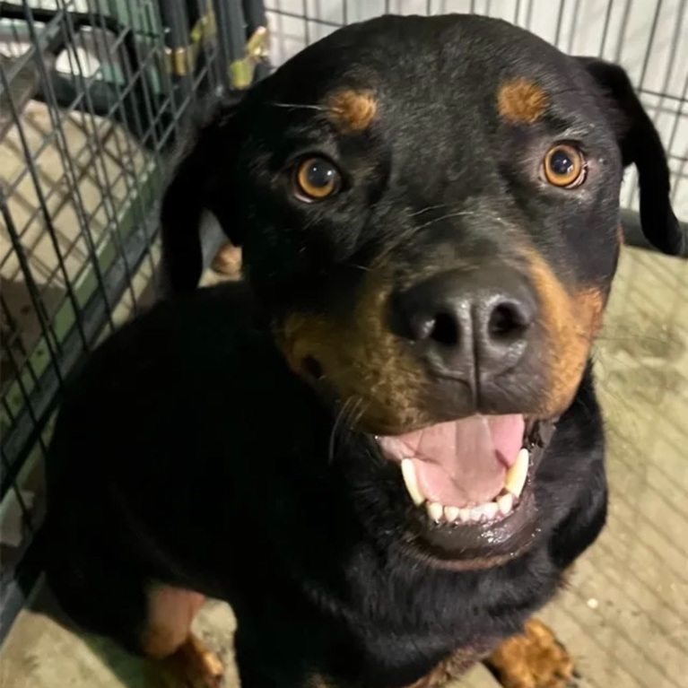 Silverado, an adoptable Rottweiler in Canyon, TX, 79015 | Photo Image 1