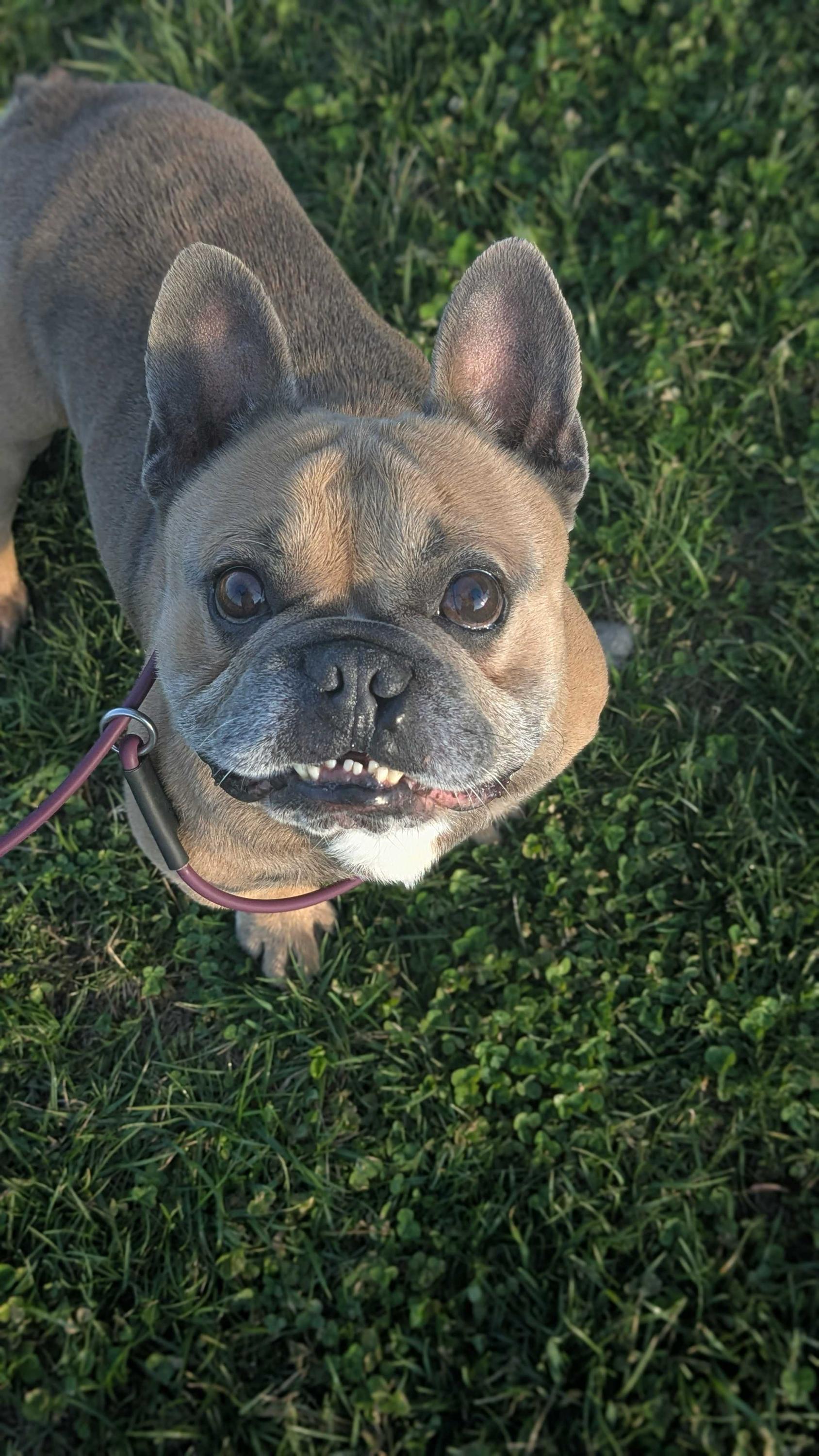 Enlarge Vegas , an adopted French Bulldog in O'Fallon, MO image 1/1