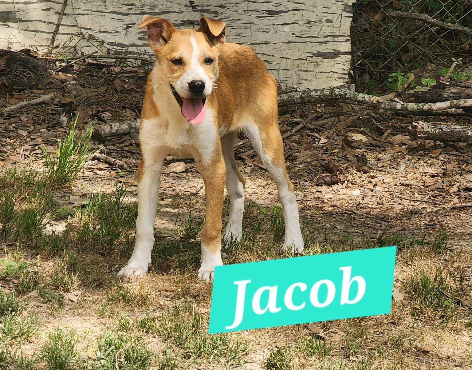 Jacob, Adoptable, Puppy Male Mixed Breed.