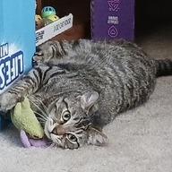 Enlarge Mocniak C Godzilla aka Zilla, a Adoptable Domestic Short Hair in Bulverde, TX image 1/4