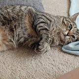 Enlarge Mocniak C Godzilla aka Zilla, a Adoptable Domestic Short Hair in Bulverde, TX image 2/4