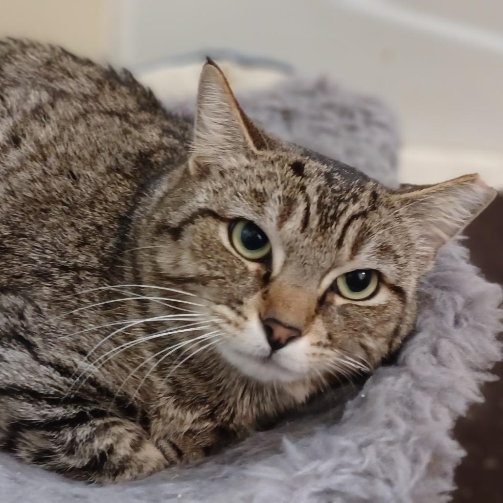 Enlarge Mocniak C Godzilla aka Zilla, a Adoptable Domestic Short Hair in Bulverde, TX image 3/4