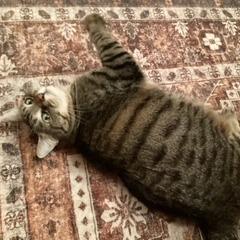 Enlarge Mocniak C Godzilla aka Zilla, a Adoptable Domestic Short Hair in Bulverde, TX image 4/4