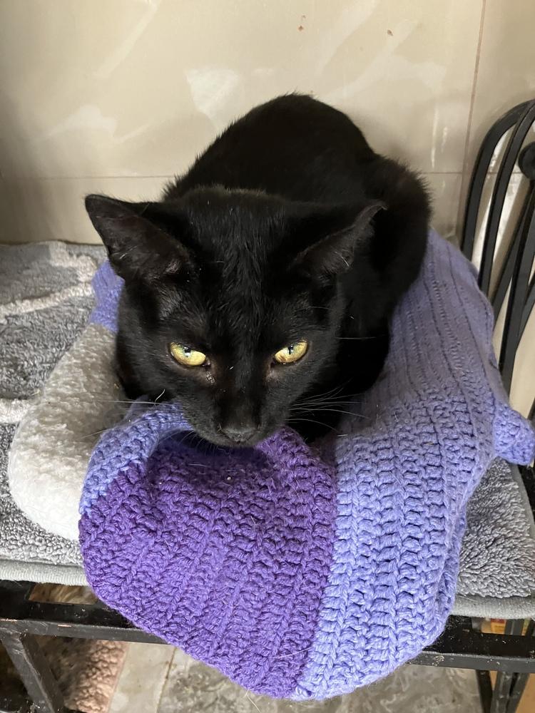 Enlarge Cash, a Adoptable Domestic Short Hair in Jersey City, NJ image 1/1