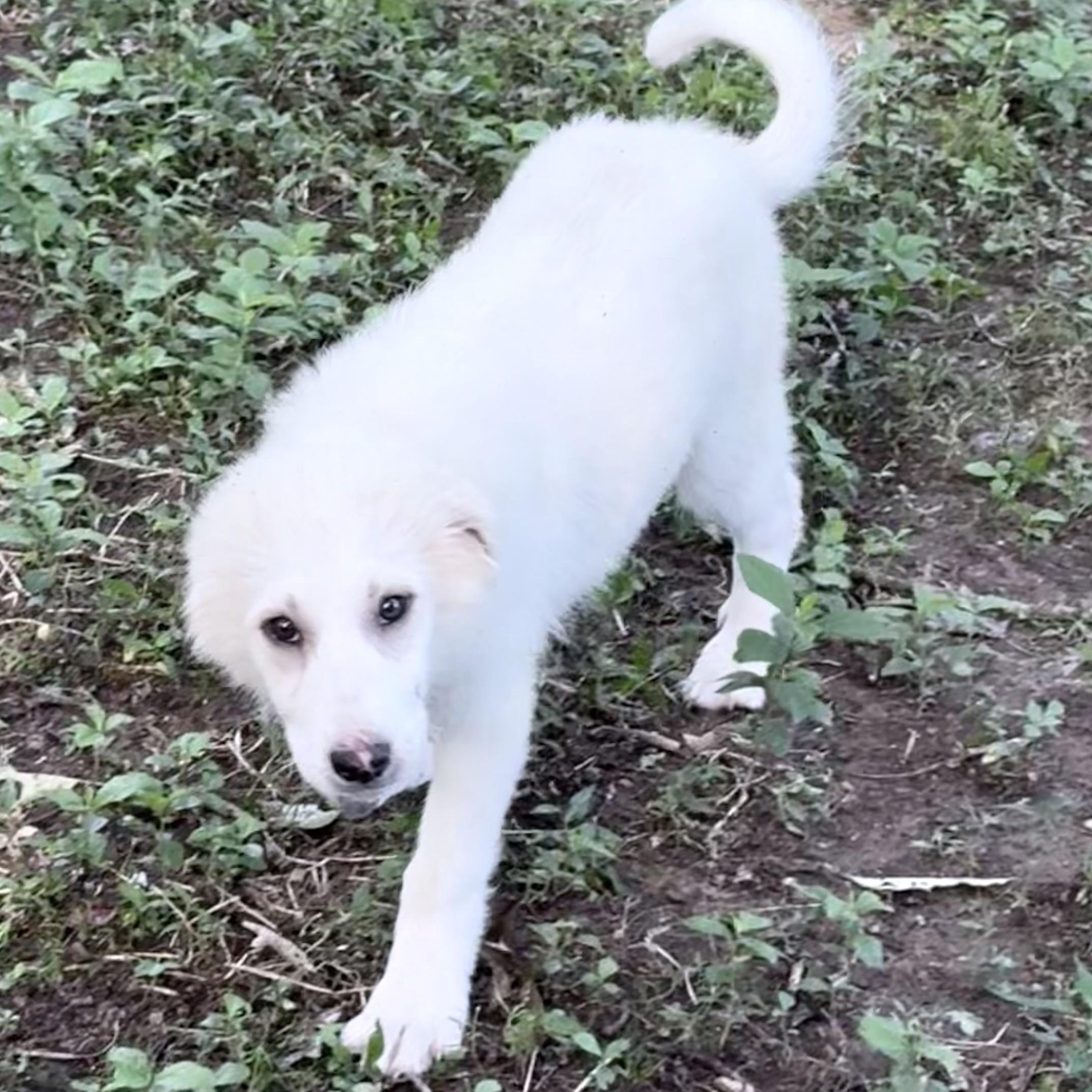 Enlarge Winifred, a Adoptable Great Pyrenees in Bedminster, NJ image 2/4