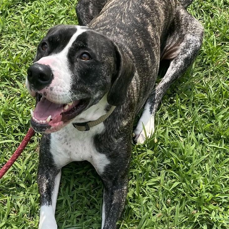 Enlarge Diesel, a Adoptable mixed breed in Richboro, PA image 1/2