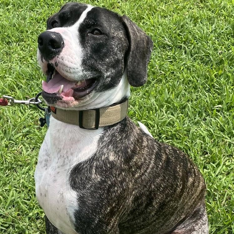 Enlarge Diesel, a Adoptable mixed breed in Richboro, PA image 2/2