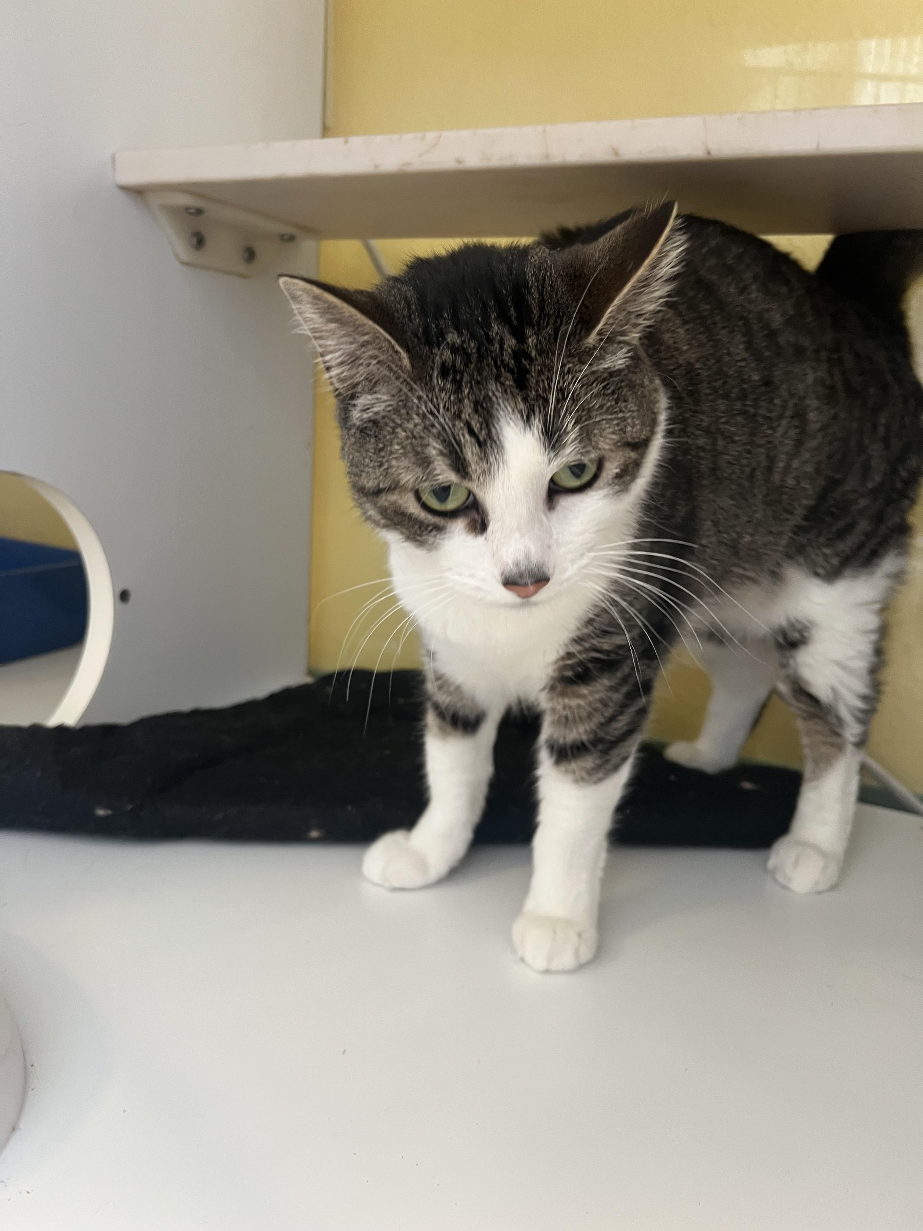 Everest, an adoptable Domestic Short Hair in Spokane, WA, 99216 | Photo Image 3