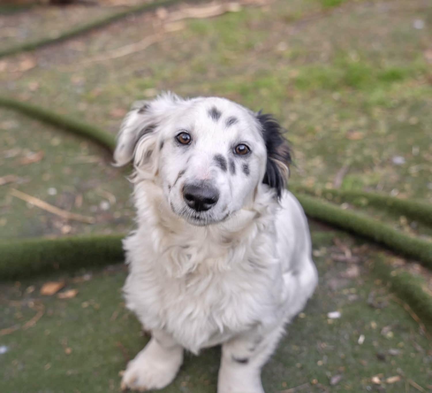 Hansel, Adopted, Young Male Dachshund.
