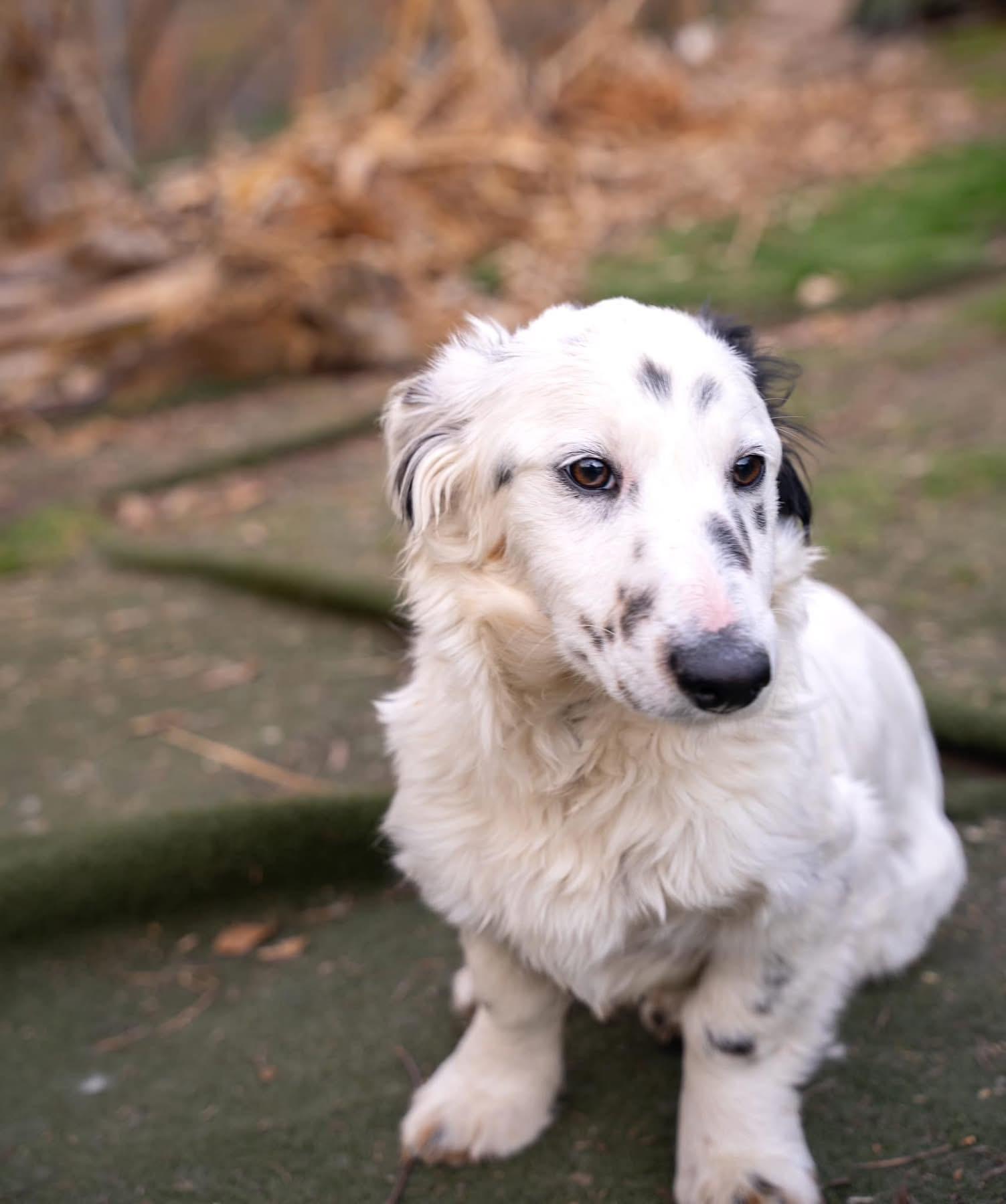 Enlarge Hansel, a Adopted mixed breed in Dalton, GA image 3/3