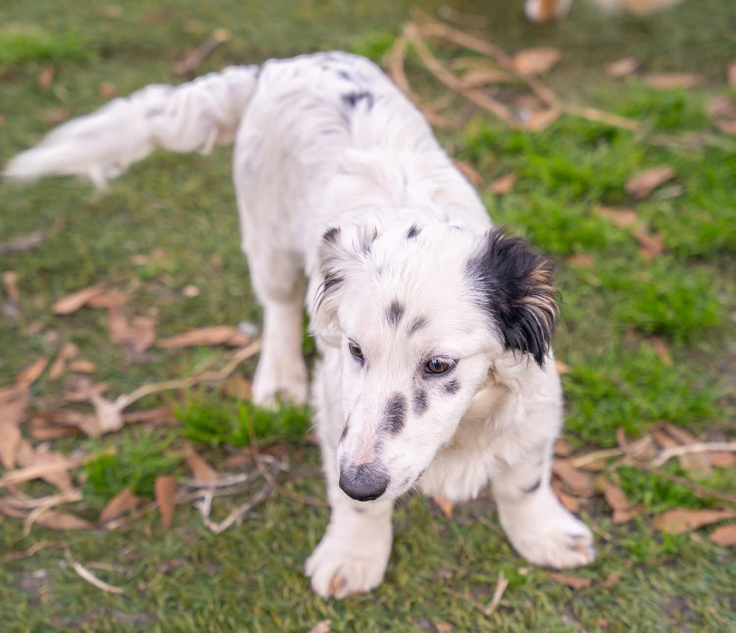 Enlarge Hansel, a Adopted mixed breed in Dalton, GA image 2/3