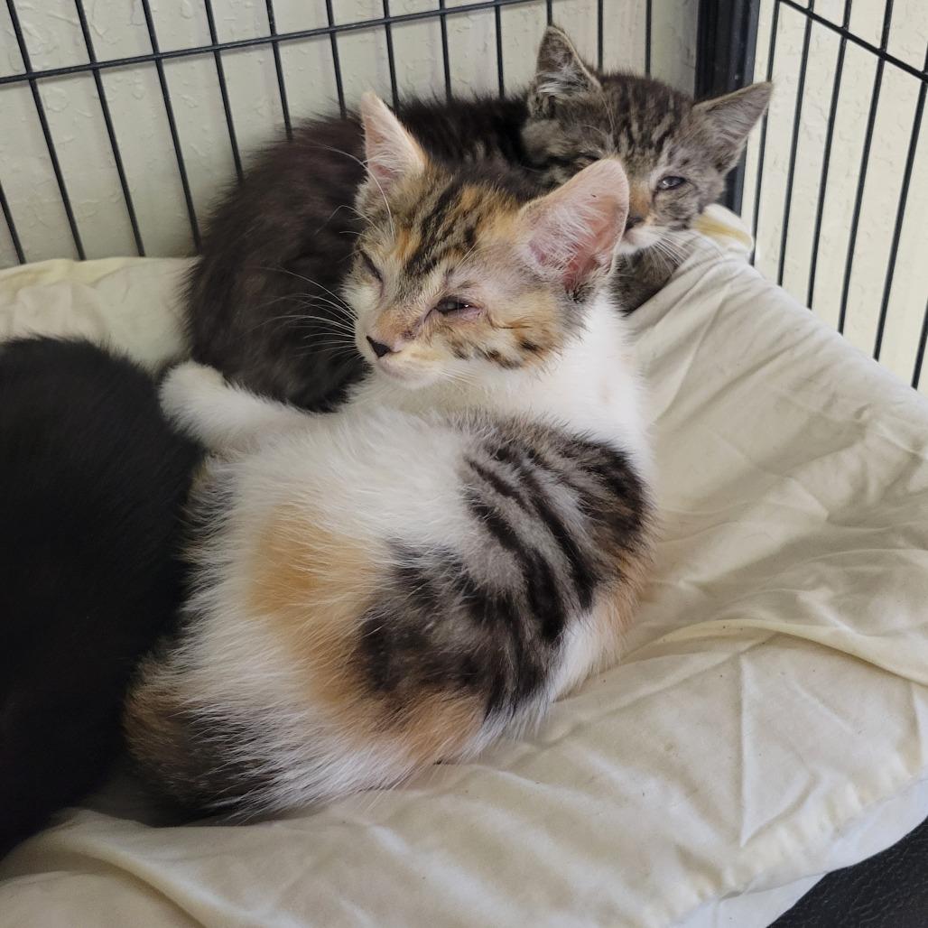 Enlarge DOTTIE, a Adoptable Domestic Short Hair in Willows, CA image 3/4