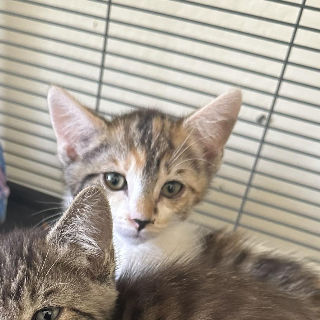 Enlarge DOTTIE, a Adoptable Domestic Short Hair in Willows, CA image 2/4