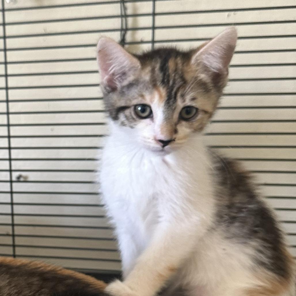 MICHAEL'S #2, Adoptable, Kitten Female Domestic Short Hair.