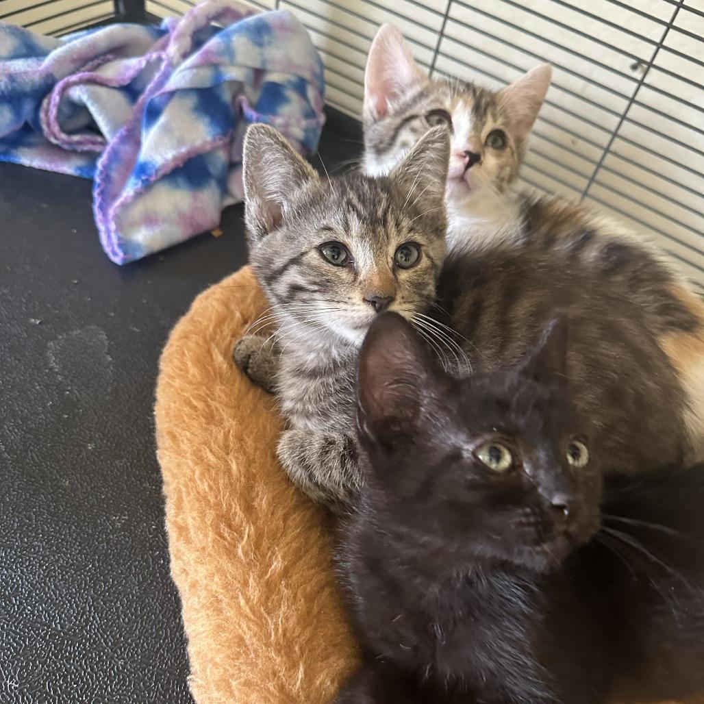 Enlarge DOTTIE, a Adoptable Domestic Short Hair in Willows, CA image 4/4