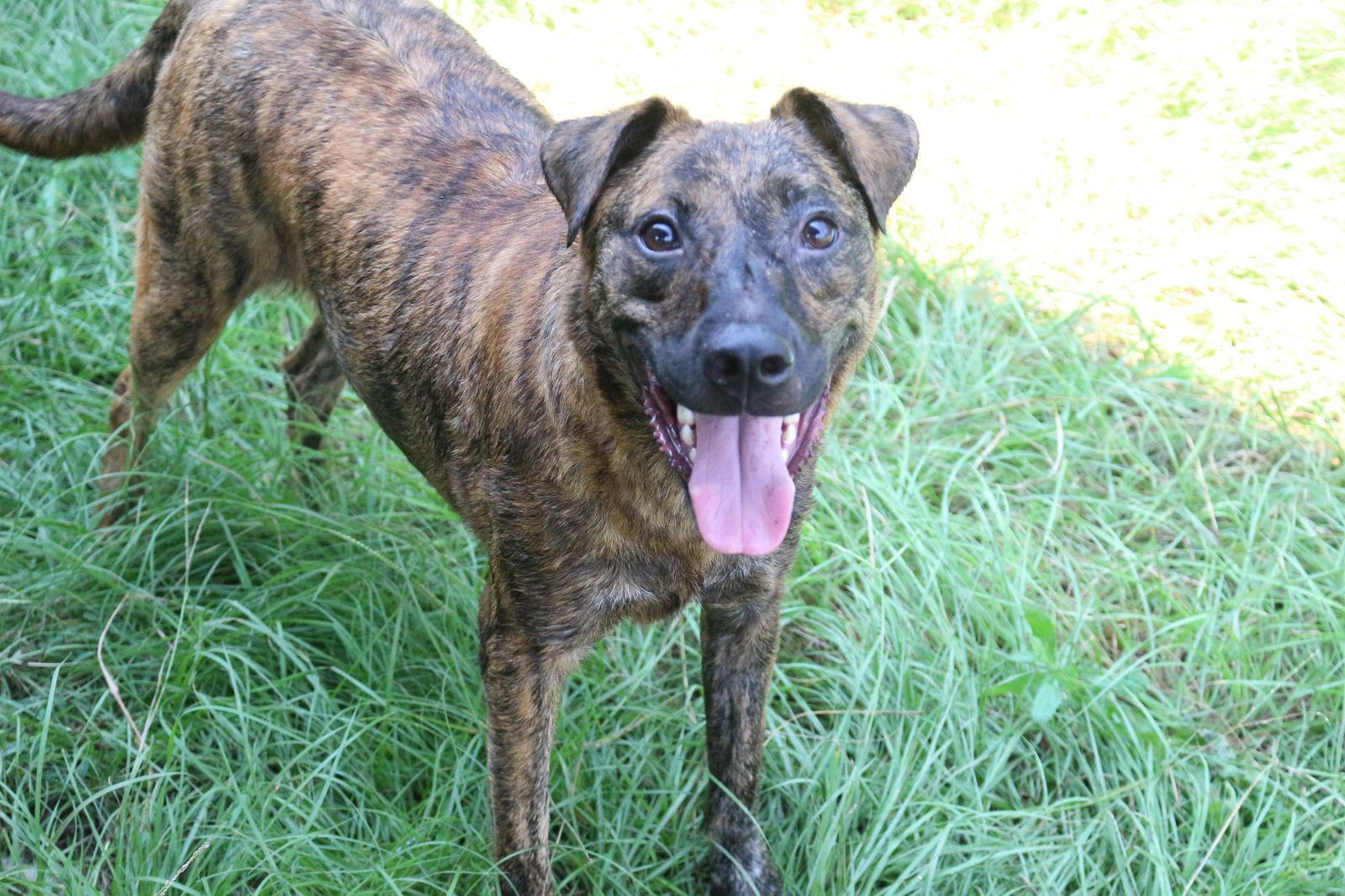 Little Debbie, Adoptable, Senior Female Plott Hound & Labrador Retriever.