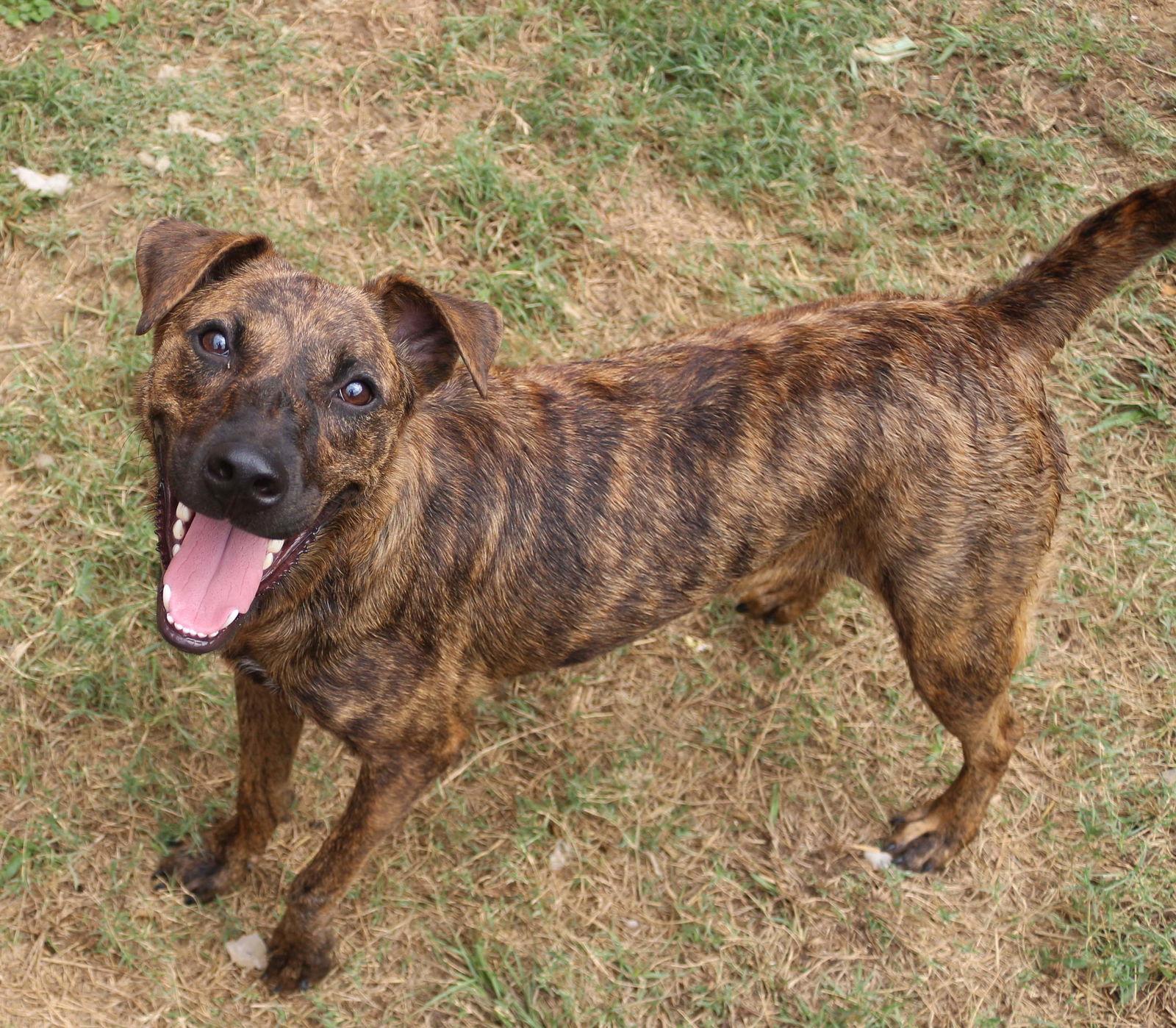 Enlarge Little Debbie, a Adoptable mixed breed in Jackson, MS image 2/2