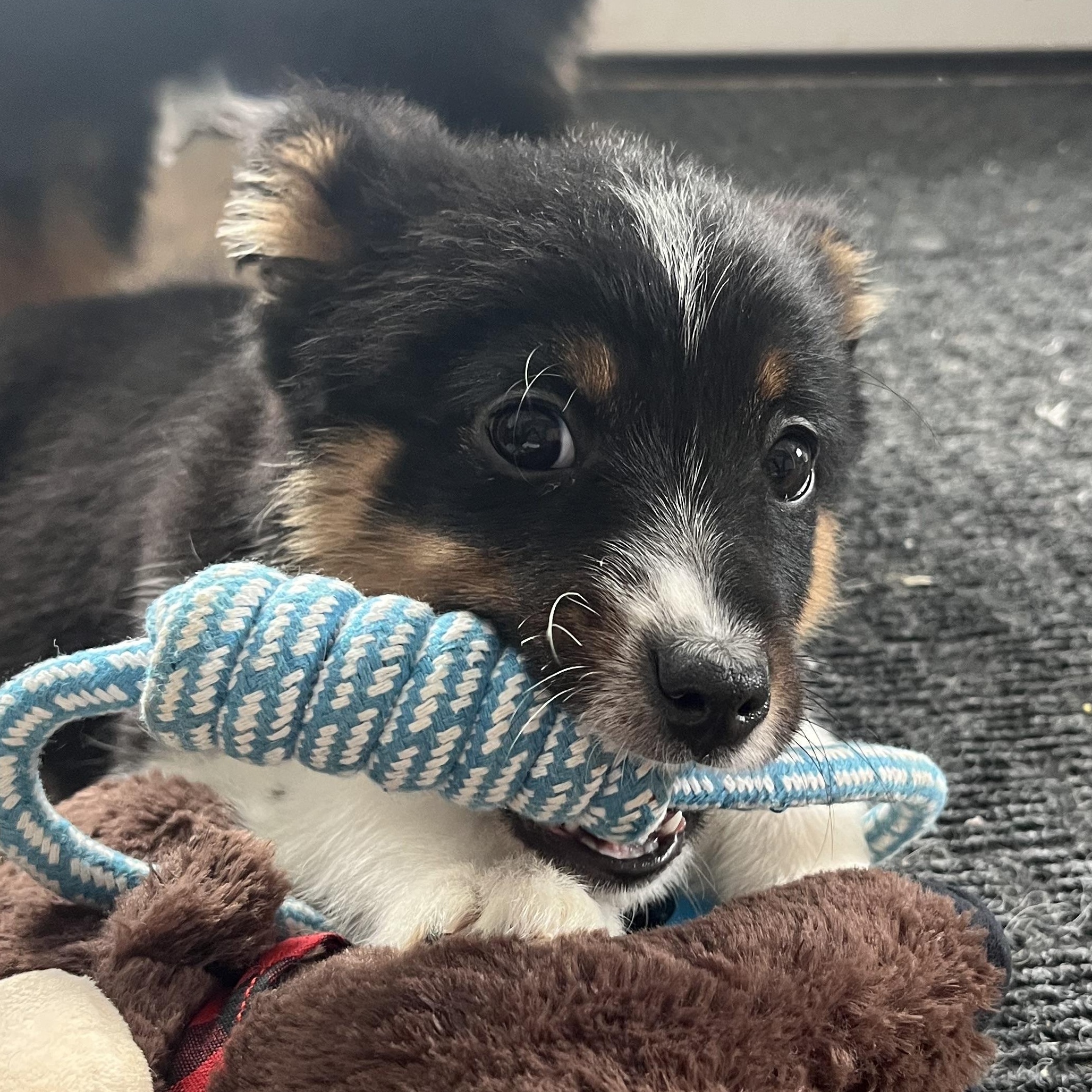 Sprite, ADOPTABLE, Puppy Female Australian Shepherd & Border Collie.