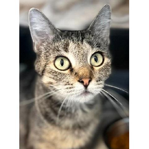 Enlarge Dawn, a ADOPTABLE Tabby in Salt Lake City, UT image 3/3