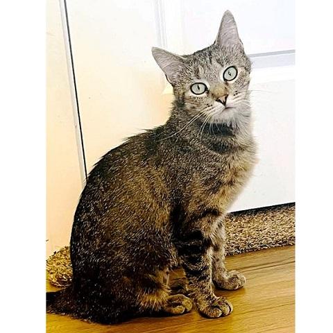 Enlarge Dawn, a ADOPTABLE Tabby in Salt Lake City, UT image 2/3