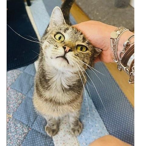 Dawn, ADOPTABLE, Adult Female Tabby.