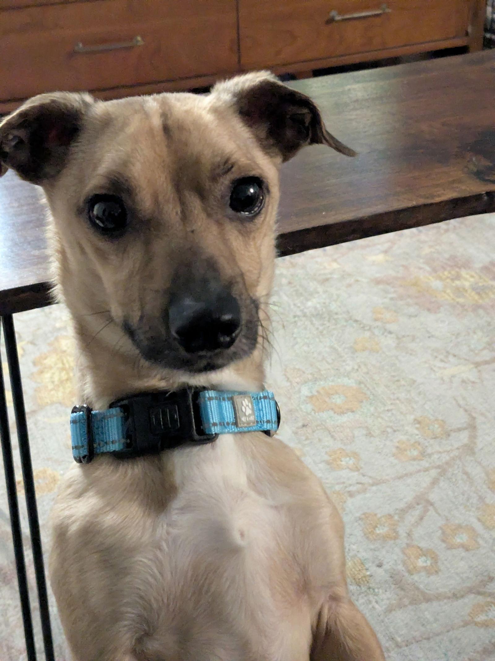 Milo - Gentle Shadow