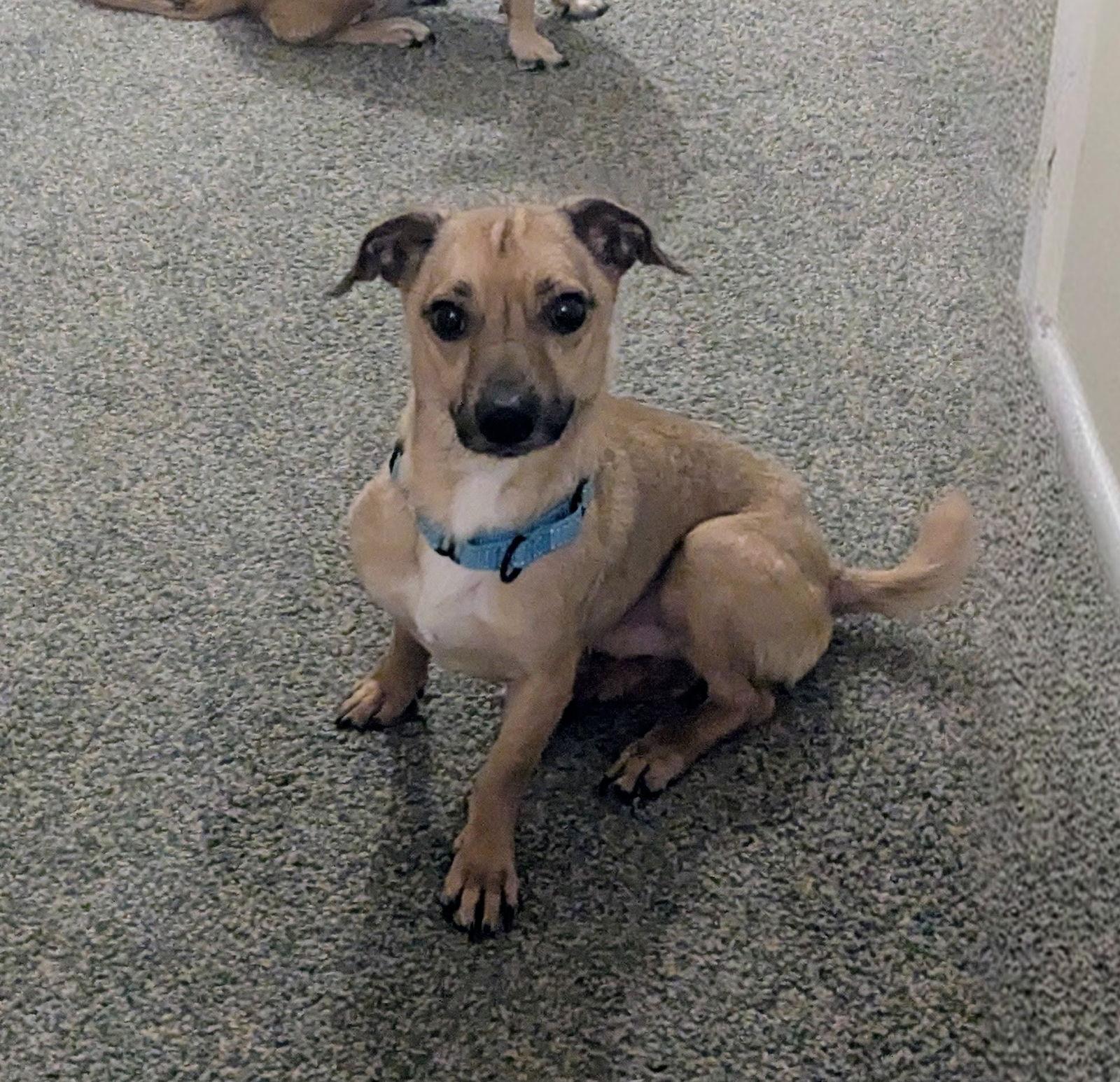 Milo - Gentle Shadow — thumbnail 2